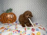 Pumpkin 🎃 Beautiful Apricot , a female Poodle - Toy  for sale in Holiday, FL – 8 of 8