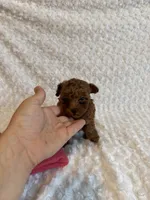 Tiny Teacup Maple , a female Poodle - Toy  for sale in Holiday, FL – 2 of 9