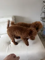 AKC Mahogany red teacup male , a male Poodle - Toy  for sale in Holiday, FL – 9 of 9