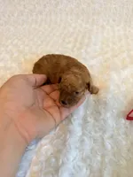 Romeo - Red Teacup Toy , a male Poodle - Toy  for sale in Holiday, FL – 3 of 4