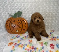 Pumpkin 🎃 Beautiful Apricot , a female Poodle - Toy  for sale in Holiday, FL – 5 of 8