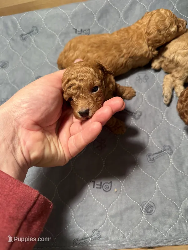 Romeo - Red Teacup Toy  – Poodle - Toy  puppy for sale in Holiday, FL