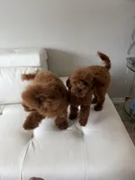 AKC Mahogany red teacup male , a male Poodle - Toy  for sale in Holiday, FL – 6 of 9