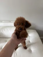 AKC Mahogany red teacup male , a male Poodle - Toy  for sale in Holiday, FL – 4 of 9