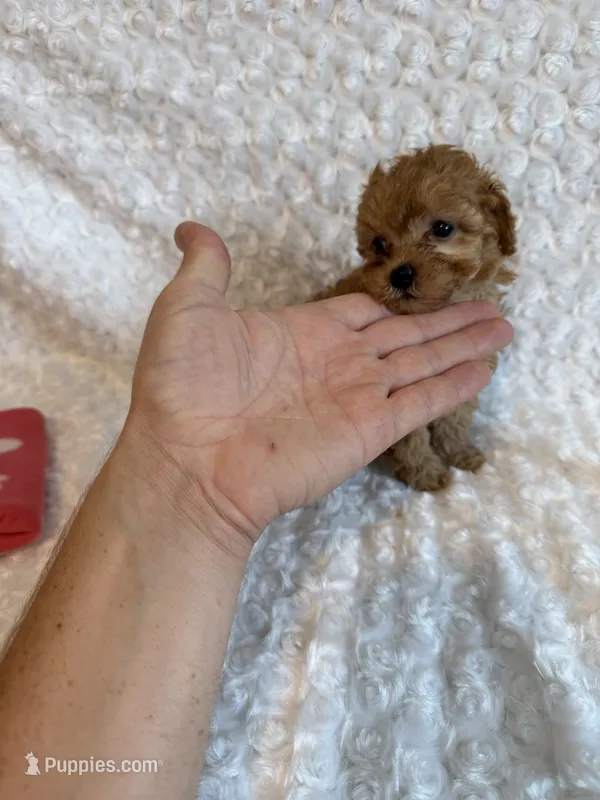 Tiny Teacup Sugar  – Poodle - Toy  puppy for sale in Holiday, FL