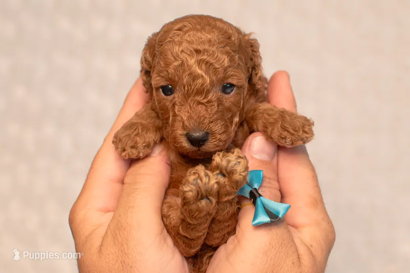 Cinnamon  – Poodle - Toy  puppy for sale in Holiday, FL