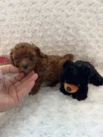 Romeo, a male Poodle - Toy  for sale in Holiday, FL – 8 of 8