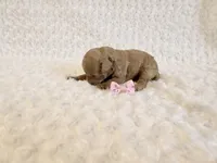 Honey 🍯 , a female Poodle - Toy  for sale in Holiday, FL – 3 of 5