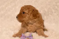 Tiny Teacup Sugar , a female Poodle - Toy  for sale in Holiday, FL – 5 of 7