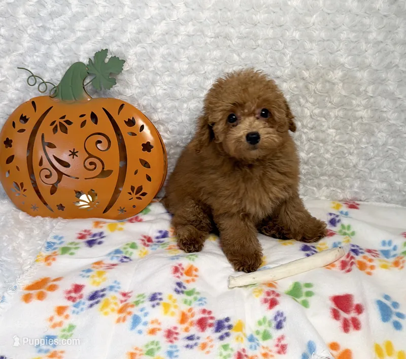 Pumpkin 🎃 Beautiful Apricot  – Poodle - Toy  puppy for sale in Holiday, FL