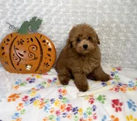 Pumpkin 🎃 Beautiful Apricot , a female Poodle - Toy  for sale in Holiday, FL – 1 of 8