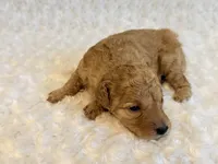 Louie -  Cream Teacup , a male Poodle - Toy  for sale in Holiday, FL – 4 of 5