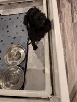 Not named, a female Miniature Schnauzer for sale in Cumming, GA – 4 of 4