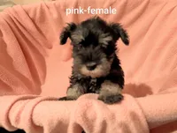 Pink, a female Miniature Schnauzer for sale in Cumming, GA – 2 of 3