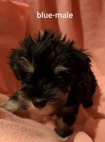 Blue, a male Miniature Schnauzer for sale in Cumming, GA – 3 of 3