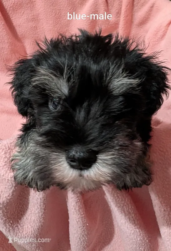 Blue – Miniature Schnauzer puppy for sale in Cumming, GA