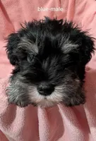 Blue, a male Miniature Schnauzer for sale in Cumming, GA – 1 of 3
