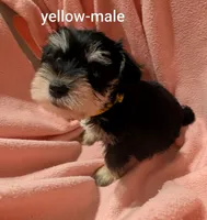 Yellow, a male Miniature Schnauzer for sale in Cumming, GA – 3 of 3
