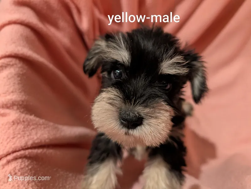 Yellow – Miniature Schnauzer puppy for sale in Cumming, GA