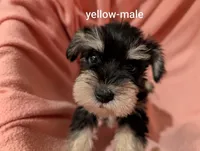 Yellow, a male Miniature Schnauzer for sale in Cumming, GA – 1 of 3