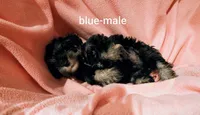 Blue, a male Miniature Schnauzer for sale in Cumming, GA – 2 of 3