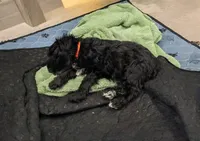 Not named, a female Miniature Schnauzer for sale in Cumming, GA – 2 of 4