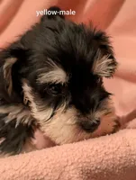 Yellow, a male Miniature Schnauzer for sale in Cumming, GA – 2 of 3