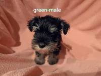 Green, a male Miniature Schnauzer for sale in Cumming, GA – 3 of 3