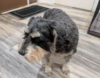 Calypso, a female Miniature Schnauzer for sale in Cumming, GA – 2 of 2