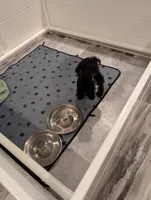 Not named, a female Miniature Schnauzer for sale in Cumming, GA – 3 of 4