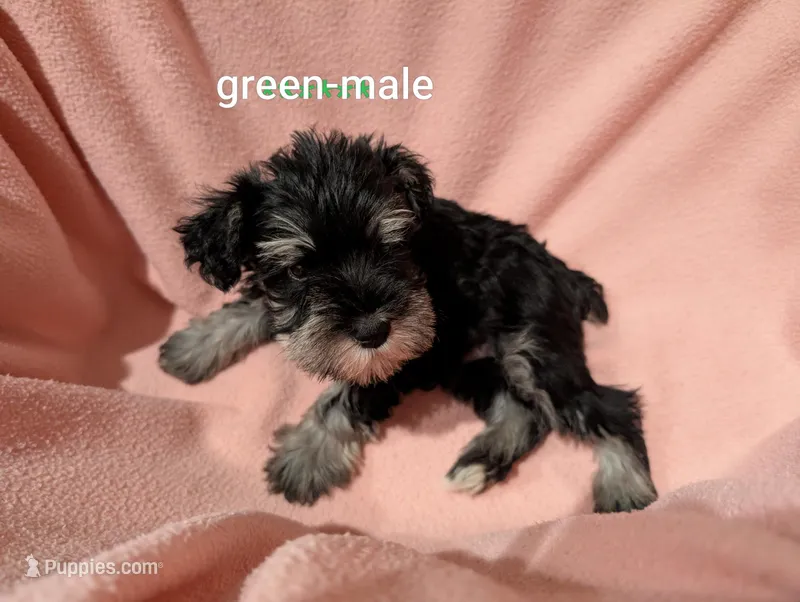 Green – Miniature Schnauzer puppy for sale in Cumming, GA