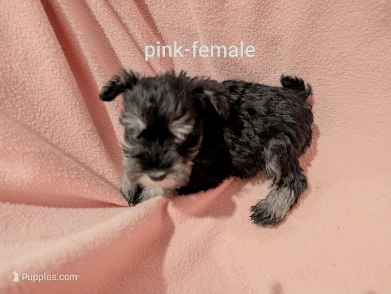 Pink – Miniature Schnauzer puppy for sale in Cumming, GA