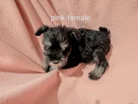 Pink, a female Miniature Schnauzer for sale in Cumming, GA – 1 of 3