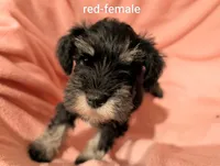 Red, a female Miniature Schnauzer for sale in Cumming, GA – 2 of 3
