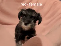 Red, a female Miniature Schnauzer for sale in Cumming, GA – 3 of 3