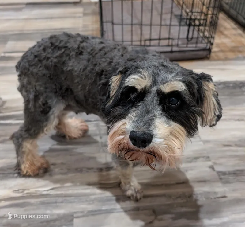 Calypso – Miniature Schnauzer puppy for sale in Cumming, GA