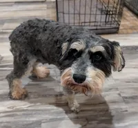Calypso, a female Miniature Schnauzer for sale in Cumming, GA – 1 of 2