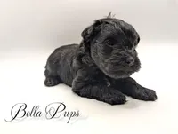 Not named, a female Miniature Schnauzer for sale in Cumming, GA – 1 of 4