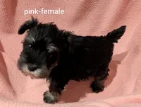 Pink, a female Miniature Schnauzer for sale in Cumming, GA – 3 of 3