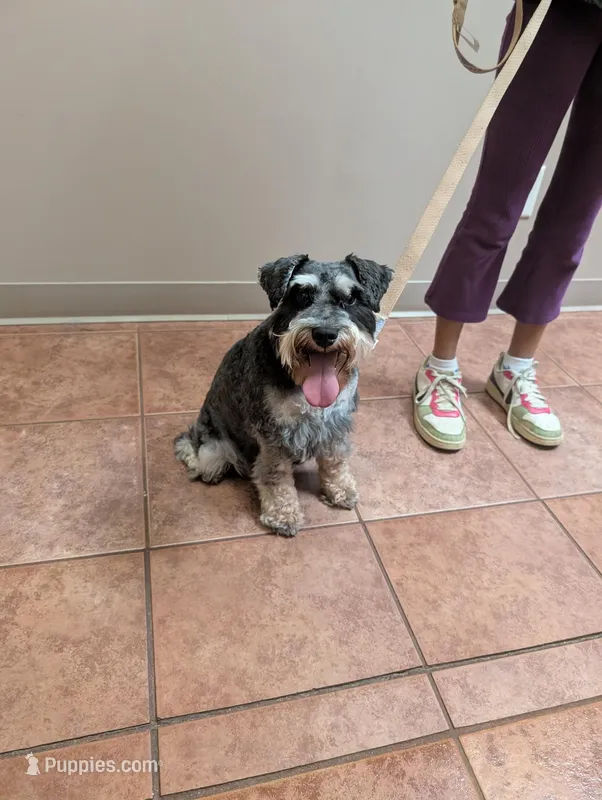 Calypso – Miniature Schnauzer puppy for sale in Cumming, GA