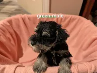Green, a male Miniature Schnauzer for sale in Cumming, GA – 2 of 3