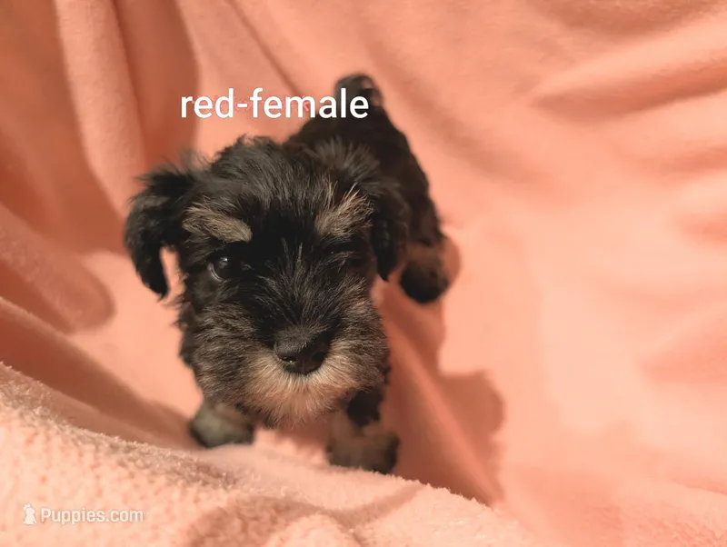 Red – Miniature Schnauzer puppy for sale in Cumming, GA