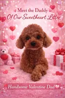 AKC Male , a male Poodle - Toy  for sale in Bakersfield, CA – Photo 10 of 10