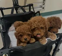 AKC Male , a male Poodle - Toy  for sale in Bakersfield, CA – Photo 8 of 10