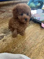 AKC Male , a male Poodle - Toy  for sale in Bakersfield, CA – Photo 5 of 10