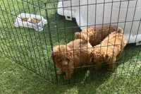 AKC Male , a male Poodle - Toy  for sale in Bakersfield, CA – Photo 4 of 10