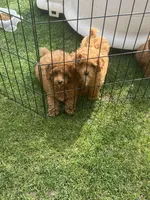 AKC Male , a male Poodle - Toy  for sale in Bakersfield, CA – Photo 7 of 10