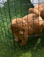 AKC Male , a male Poodle - Toy  for sale in Bakersfield, CA – Photo 1 of 10