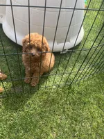 AKC Male , a male Poodle - Toy  for sale in Bakersfield, CA – Photo 6 of 10