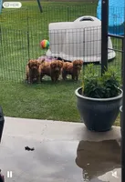 AKC Male , a male Poodle - Toy  for sale in Bakersfield, CA – Photo 3 of 10